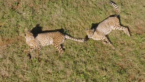 Two-cheetahs-resting-on-a-grass-field-during-a-sunny-day