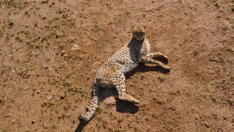 Cheetah-looking-at-the-camera-while-resting-during-a-sunny-day