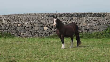 Irish-Horse-Grazes-On-Inishmore-Island