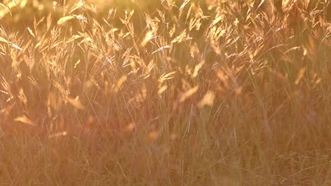 Pulling-back-minimally-and-slowly-from-top-left-corner-of-a-group-of-wild-grasses-waving-in-a-mild-breeze,-back-lit-by-the-sunset-giving-the-grass-a-robust-orange-and-yellow-glow