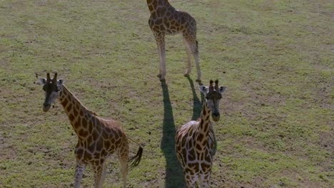 Close-of-a-tower-of-giraffes-walking-through-the-grassfields-in-a-sunny-day