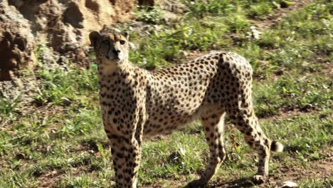 Close-up-view-of-cheetah-looking-at-the-camera-in-a-grassfield
