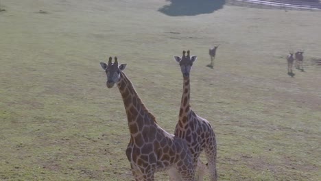 Circling-aerial-shot-of-giraffes-walking-through-a-safari-during-a-sunny-day