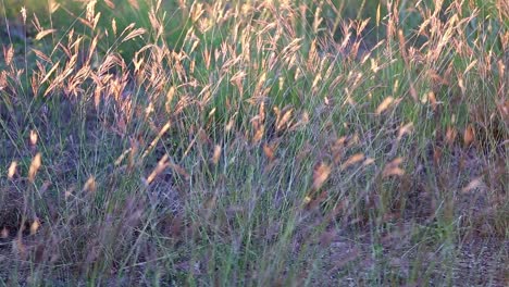 Gently-moving-group-of-wild-grasses-waving-in-a-mild-breeze,-back-lit-by-the-sunset-giving-the-top-of-the-grass-a-golden-glow