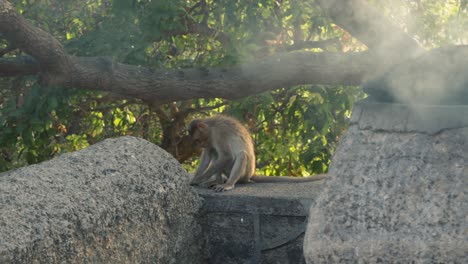 Monkey-is-sitting-near-a-big-rock-with-smoke-at-a-Mumbai-national-park,-India