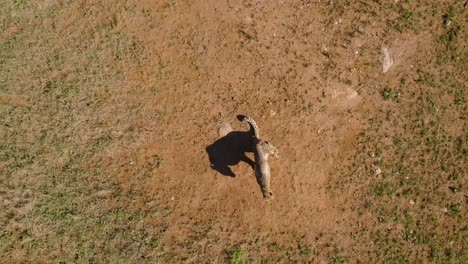 Top-down-view-of-cheetah-playing-by-itself-in-the-grassfield-during-a-sunny-day