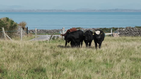 Cows-eating-in-pasture,-blue-ocean-water-in-the-background