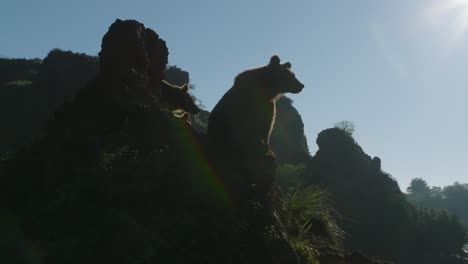 Brown-bears-sitting-at-the-edge-of-a-rocky-cliff-during-a-sunny-day