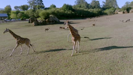 Turm-Von-Giraffen,-Die-In-Einer-Safari-Durch-Die-Grasfelder-Laufen