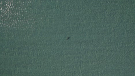 Vogelperspektive-über-Dugong-Dugon-Auf-Der-Malerischen-Meereslandschaft-Der-Great-Keppel-Island-In-Queensland,-Australien---Drohnenaufnahme