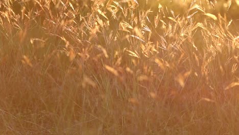 Slowly-moving-towards-a-group-of-wild-golden-glowing-grasses-waving-in-a-mild-breeze,-back-lit-by-the-sunset-giving-the-grass-a-robust-orange-and-yellow-glow