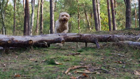 Slow-Motion-shot-of-Goldendoodle-dog-Jumping-over-a-Tree-Trunk-in-middle-of-the-Forest-during-autumn