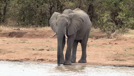 Elefante-Africano-Caminando-Al-Lado-De-Un-Pozo-De-Agua-Y-Comienza-A-Beber,-Cámara-Lenta