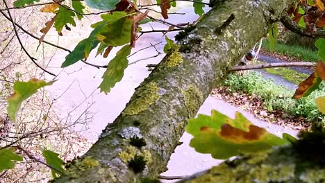 lichens,-liverworts-and-moss-growing-on-a-branch-of-an-oak-tree-and-oak-leaves-moving-in-the-wind