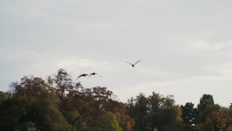 Wild-geese-fly-over-pond-of-water-slow-motion