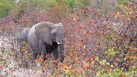 African-elephant-standing-in-woodland,-leaves-in-autumn-colors