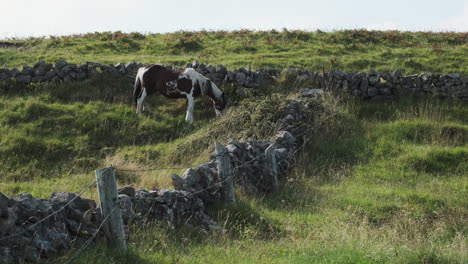 Brown-and-white-horse-grazing-in-Irish-rock-wall-enclosure