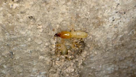 A-termite-colony-fixing-the-mud-tunnels-and-spitting-the-dirt-so-they-can-get-in-the-walls-of-a-garage-in-a-home-shot-on-a-Super-Macro-lens-almost-National-Geographic-style