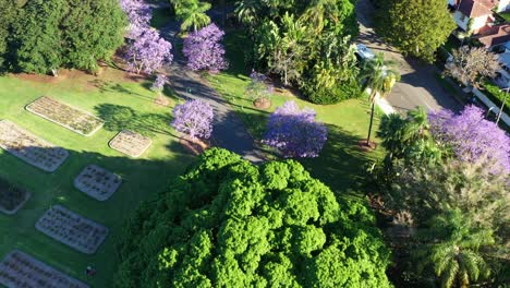 Spring-season-at-new-farm-park,-aerial-birds-eye-view-capturing-urban-greenery-with-beautiful-blooming-jacaranda-purple-flowering-tress-with-cars-driving-on-the-parkway-across-the-park