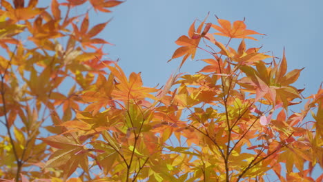 Szene-Der-Schönen-Farben-Der-Herbstbäume-Im-Stadtpark