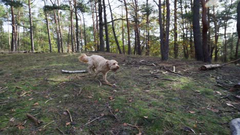 Slow-Motion-shot-of-Goldendoodle-dog-Jumping-over-Tree-Trunks-in-Autumn-Forest