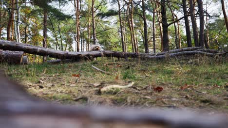 Goldendoodle-Hund-Springt-Im-Herbst-In-Zeitlupe-Mitten-Im-Wald-über-Baumstämme