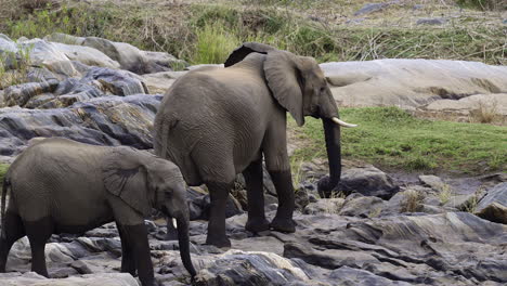 Elefante-Africano-Hembra-Y-Juvenil-Caminando-Sobre-Rocas-Cerca-Del-Río