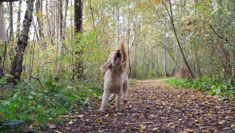 Goldendoodle-dog-running-towards-the-camera-in-slow-motion-and-tries-to-catch-autumn-leaves,-plays-with-the-owner