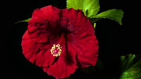 Time-lapse-of-a-blooming-red-hibiscus-flower