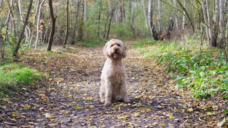 Slow-Motion-shot-of-Goldendoodle-Dog-in-Autumn-Forest-with-leaves-falling