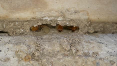 Eine-Termite-Betritt-Eine-Kolonie-In-Den-Wänden-Einer-Garage-In-Einer-Hausaufnahme-Mit-Einem-Super-Makro-Objektiv,-Fast-Im-National-Geographie-Stil