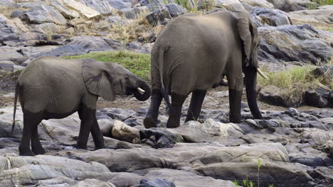 Afrikanischer-Elefant,-Der-Auf-Felsen-Nahe-Fluss-Geht