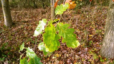 Several-oak-leaves-hanging-from-a-branch-blowing-in-the-breeze-in-a-small-wood-covered-in-autumn-leaves