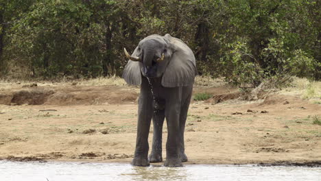 African-elephant-drinking,-water-dripping-from-mouth-and-trunk,-slowmotion