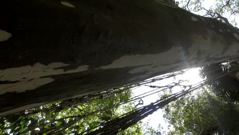Tiro-Vertical-De-Tronco-De-árbol-Alto-Con-Plantas-De-Liana-En-El-Bosque,-Con-Luz-Solar-En-El-Fondo