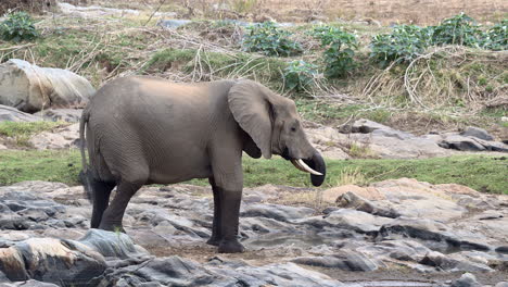 Afrikanische-Elefantenfrau,-Die-Auf-Felsen-In-Der-Nähe-Des-Flusses-Trinkt-Und-Geht