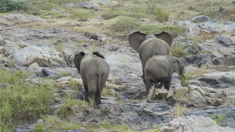 Elefantes-Africanos-Caminando-Sobre-Rocas-Cerca-Del-Río