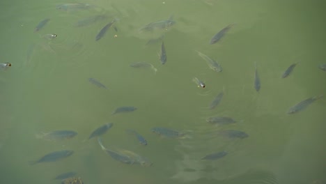 Fische-Spielen-Im-Wasser
