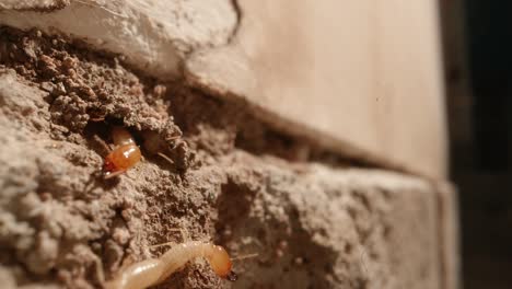 A-termite-colony-in-the-walls-of-a-garage-in-a-home-shot-on-a-Super-Macro-lens-almost-National-Geographic-style