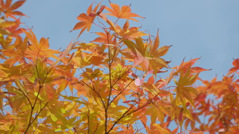 Sunlight-Through-Golden-Autumn-Foliage-Of-Japanese-Maple-Trees-In-South-Korea