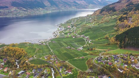 Lofthus-En-Ullensvang-Hardanger-Noruega---Hermosa-Vista-Aérea-Que-Revela-Hardangerfjord-Y-Enormes-Tierras-De-Cultivo-De-Frutas-Frescas-Durante-La-Temporada-De-Cosecha-En-Otoño