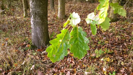 Nahaufnahme-Von-Eichenblättern,-Die-Sich-Im-Wind-In-Einem-Kleinen-Englischen-Waldgebiet-Bewegen,-Und-Herbstlaub-Auf-Dem-Boden