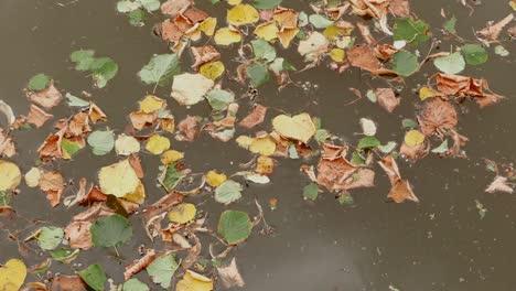 Fallen-leaves-floating-on-water.-Netherlands.-September