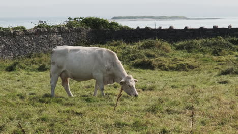 White-dairy-cow-grazing-on-lush-grass