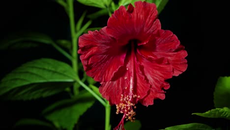 Timelapse-shot-of-a-blooming-red-hibiscus-flower-in-black-background