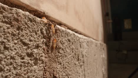 Termiten,-Die-Die-Wände-Zu-Einer-Termitenkolonie-In-Den-Wänden-Einer-Garage-Erklimmen,-In-Einem-Haus,-Das-Auf-Einem-Supermakroobjektiv-Fast-Im-Nationalgeographie-Stil-Aufgenommen-Wurde