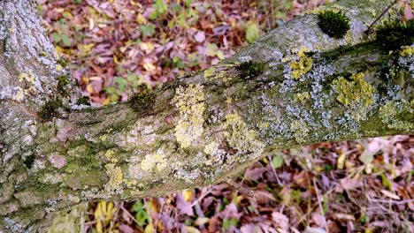 Liverworts,lichens-and-moss-growing-on-a-branch-of-an-oak-tree-in-a-small-English-wood