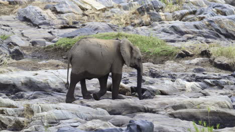 Elefante-Africano-Caminando-Sobre-Rocas-Cerca-Del-Río,-Cámara-Lenta