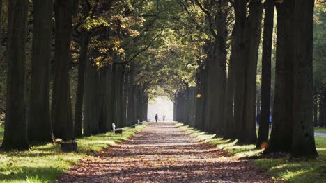 Beautiful-scenery-avenue-path-in-fall-autumn-with-leafs-falling-down