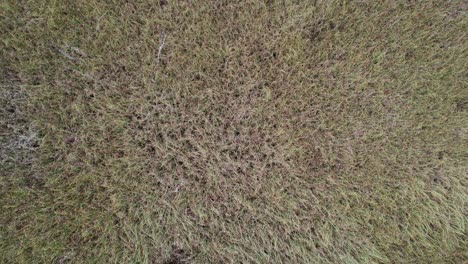 Aerial-flight-looking-straight-down-at-thick-dense-marsh-grasses-along-a-river-in-Florida